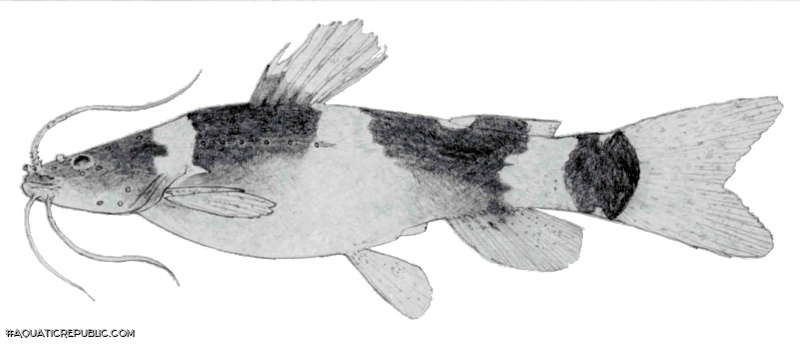 Microglanis secundus