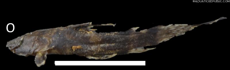Microglanis sp. `RIO BIATA`