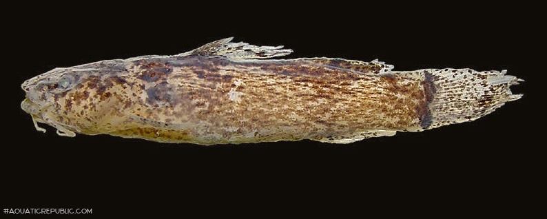 Microglanis sparsus