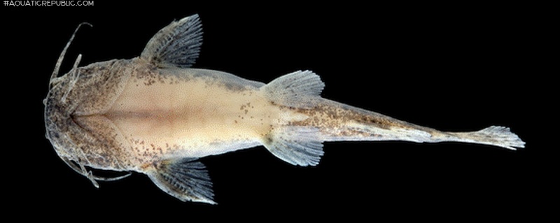 Microglanis variegatus