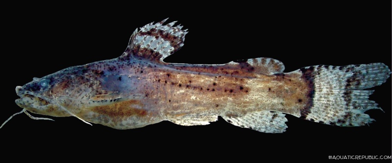 Microglanis xylographicus