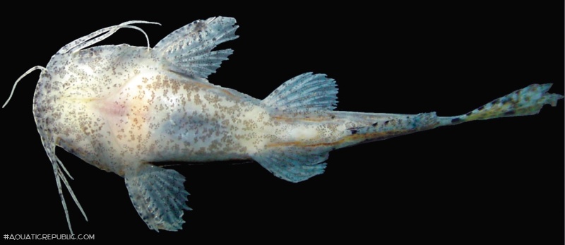 Microglanis xylographicus