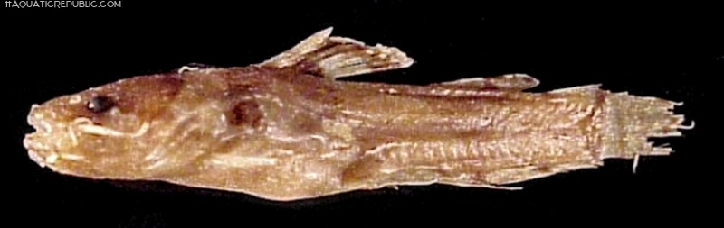 Microglanis zonatus