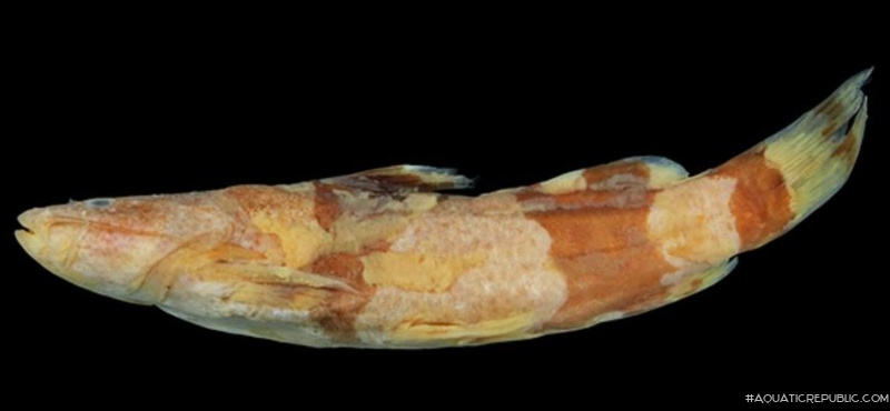 Rhyacoglanis aff. pulcher