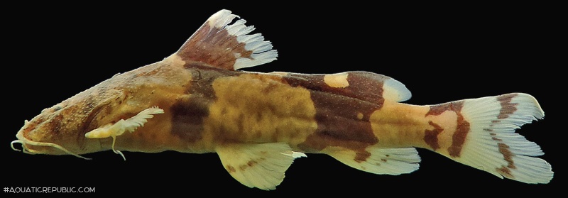 Rhyacoglanis annulatus