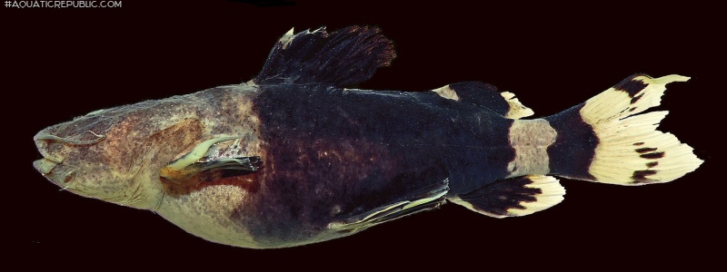 Rhyacoglanis seminiger