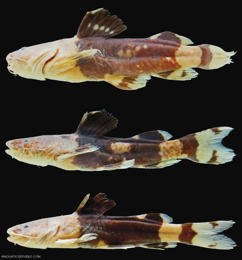 Rhyacoglanis seminiger