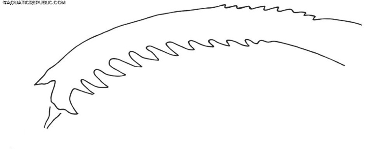Rhyacoglanis seminiger