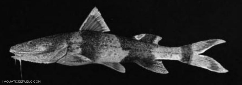 Rhyacoglanis variolosus