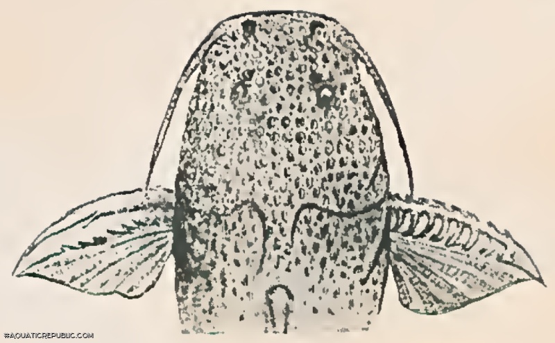 Rhyacoglanis variolosus