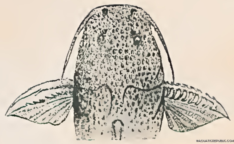 Rhyacoglanis variolosus