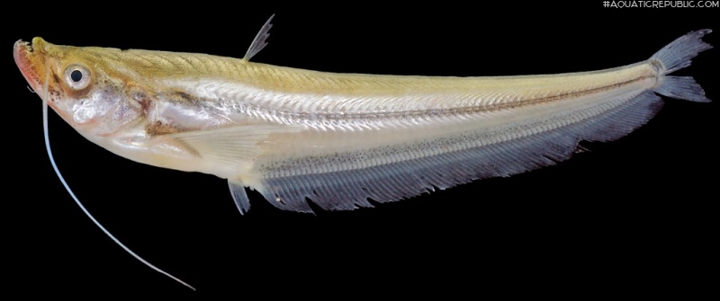 Belodontichthys truncatus