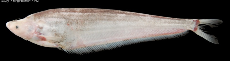 Hemisilurus mekongensis