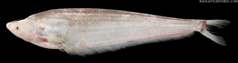 Hemisilurus mekongensis