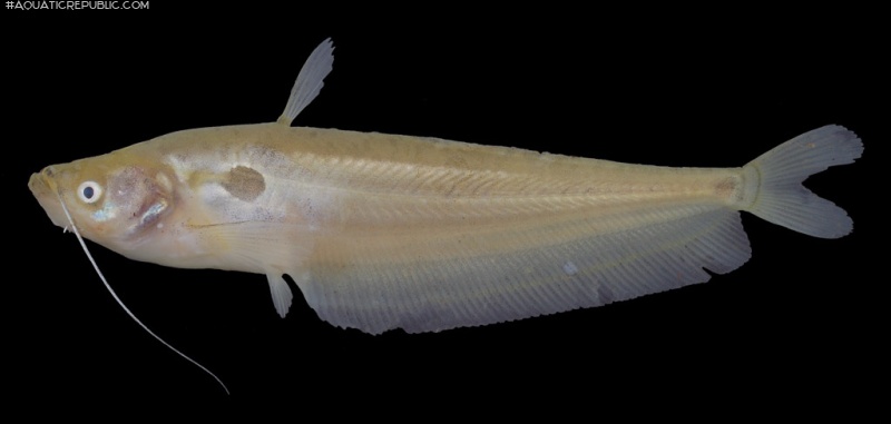 Ompok bimaculatus