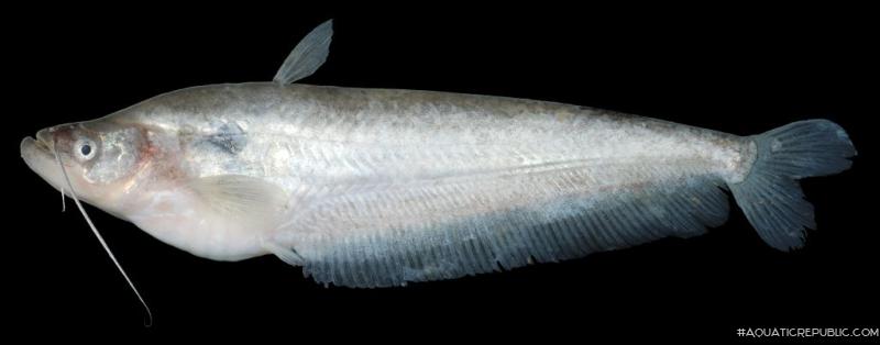 Ompok bimaculatus