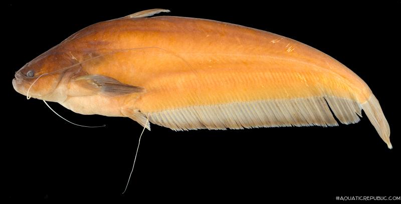 Ompok fumidus