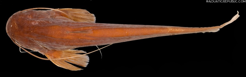 Ompok fumidus