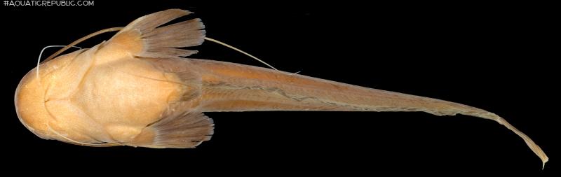 Ompok fumidus