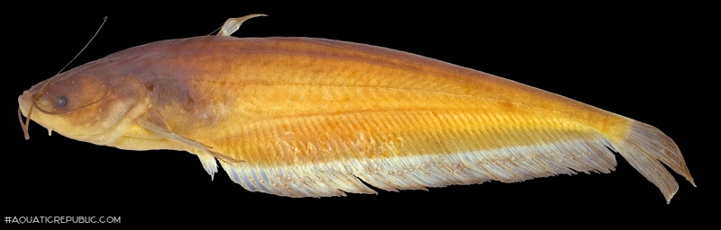 Ompok leiacanthus