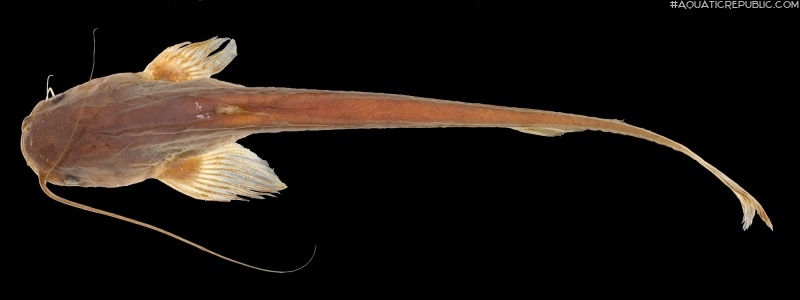 Ompok leiacanthus