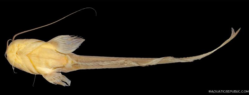 Ompok leiacanthus