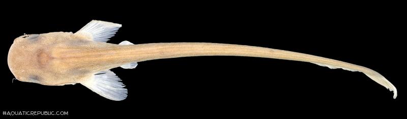 Ompok platyrhynchus