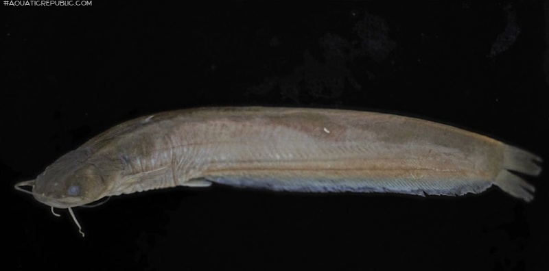 Pterocryptis barakensis