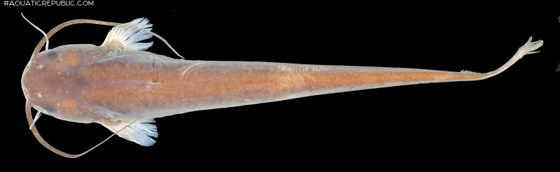 Pterocryptis subrisa