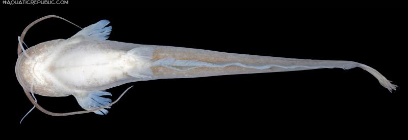 Pterocryptis subrisa