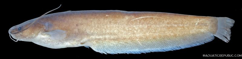 Pterocryptis subrisa