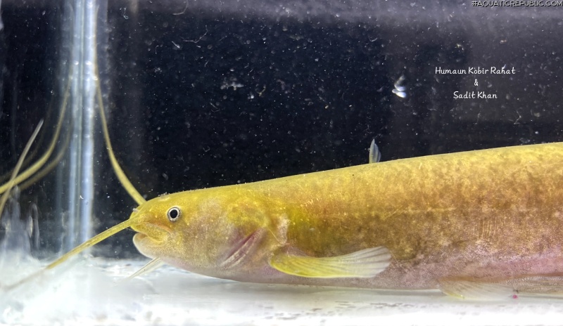 Pterocryptis subrisa