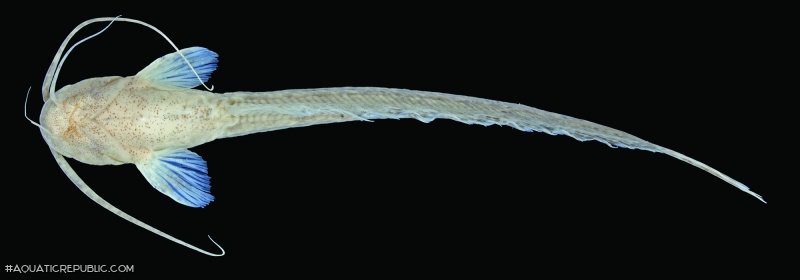 Silurichthys exortivus