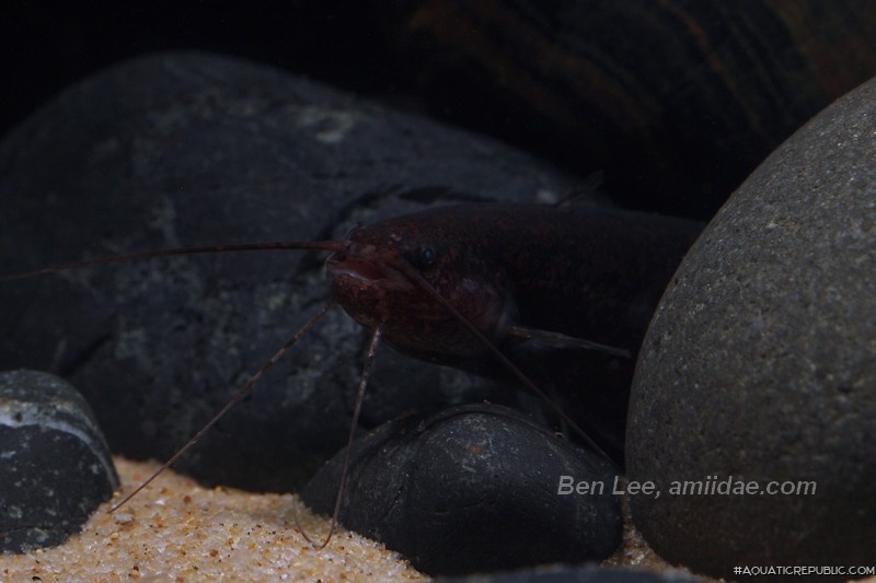 Silurichthys indragiriensis