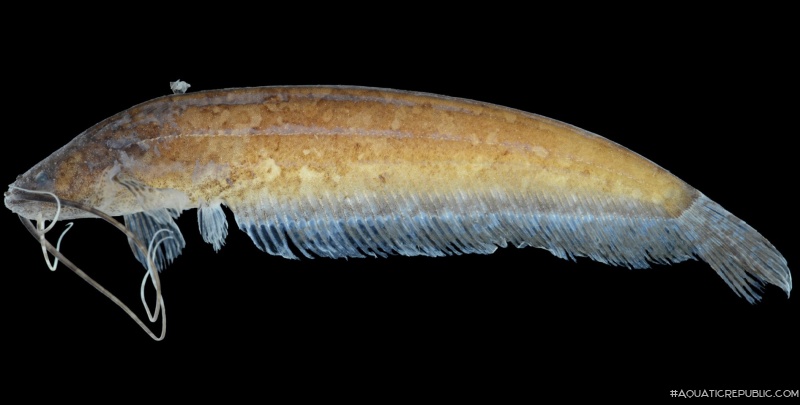 Silurichthys insulanus