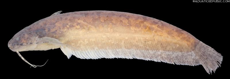 Silurichthys marmoratus