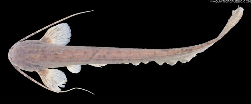 Silurichthys marmoratus