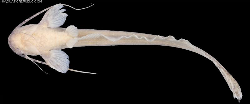 Silurichthys marmoratus