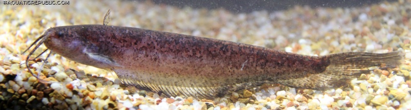 Silurichthys phaiosoma