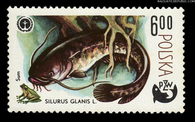 Silurus glanis