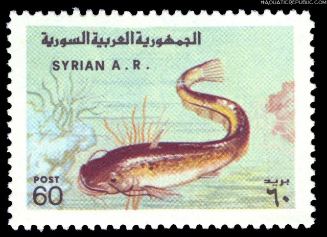 Silurus glanis