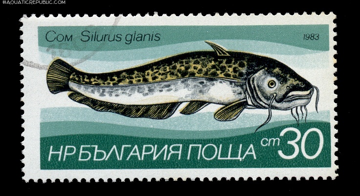 Silurus glanis