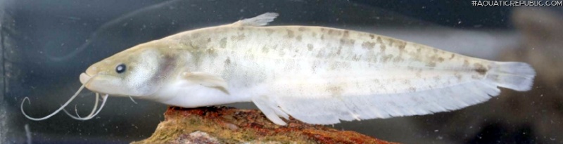 Silurus langsonensis