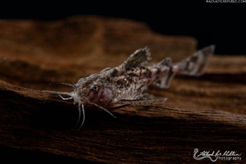 Erethistes jerdoni