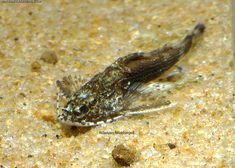 Erethistoides infuscatus