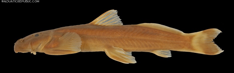 Exostoma berdmorei