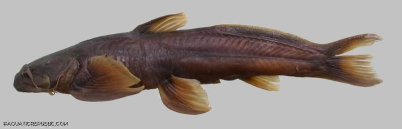 Exostoma gaoligongense