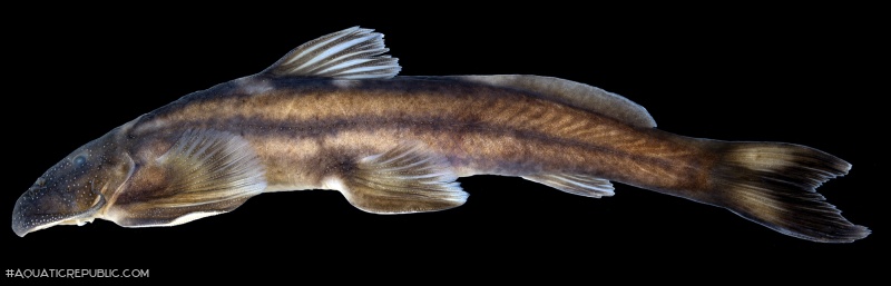 Exostoma sectile