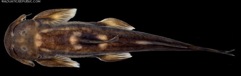 Exostoma sectile