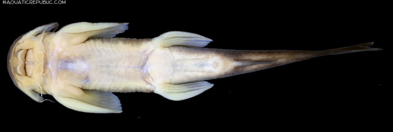 Exostoma sectile